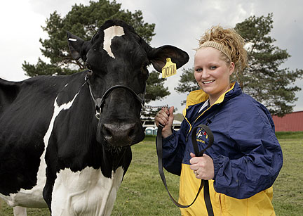 Holland with pretty cow